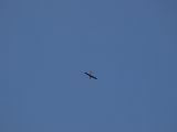 078-tocna-05072009-LadaZv.jpg
