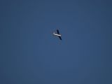 081-tocna-05072009-LadaZv.jpg