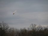 044-tocna-20110115.jpg
