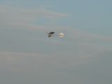 154-tocna-20110727-Janek.jpg