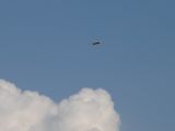042-tocna-20110802-Janek.jpg