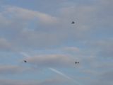 040-tocna-201111xx-Janek.jpg