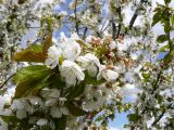 060-tocna-20120423-Janek.jpg