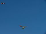 010-str_skalice_20120507.jpg