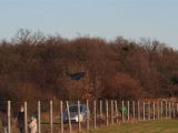 006tocna-20121201-LadaZv.jpg