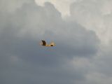 029-tocna-20140726-Janek.jpg