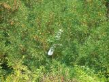 035-letnany-20140906-radekc.jpg