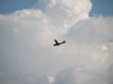 057-letnany-20140906-radekc.jpg