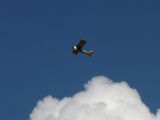 038-tocna-06092010-Janek.jpg